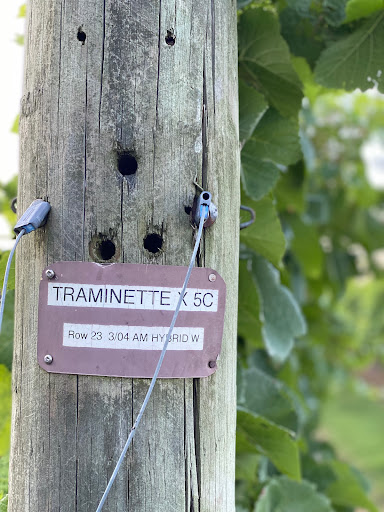 Winery «Century Farm Winery», reviews and photos, 1548 Lower Brownsville Rd, Jackson, TN 38301, USA