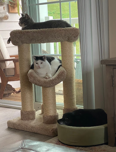 Furniture Store «Arubacat Cat Furniture», reviews and photos, 6 Puzzle Ln, Newton, NH 03858, USA