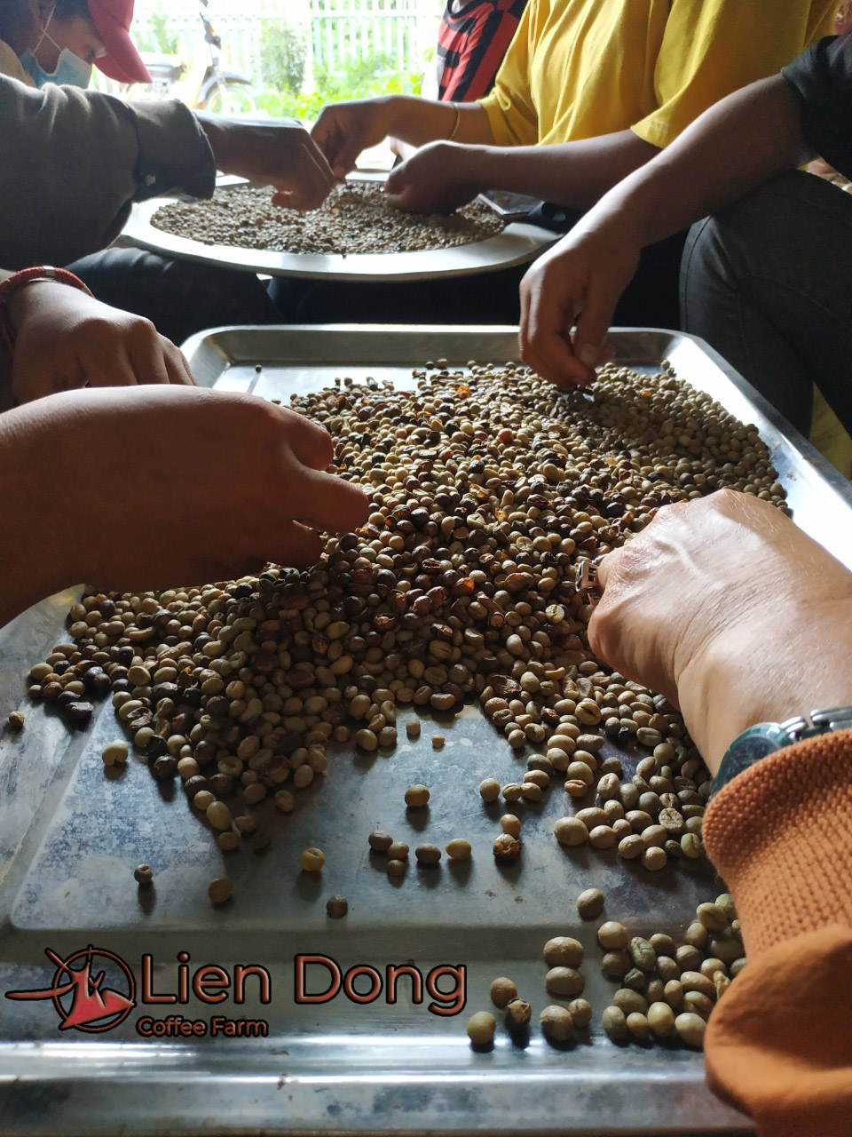 Lien Dong Coffee Farm
