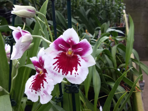 Florist «Little Brook Orchids», reviews and photos, 25 Rider Ave, Lancaster, PA 17603, USA