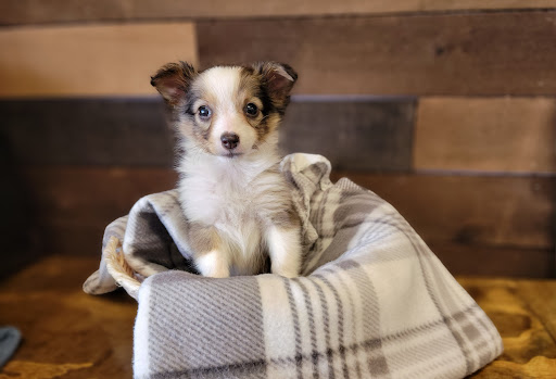 Pet Supply Store «The Village Pet Shoppe, LLC», reviews and photos, 1150 Carlisle St, Hanover, PA 17331, USA