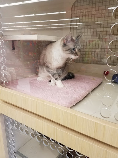 Pet Supply Store «Petco Animal Supplies», reviews and photos, 2765 Papermill Rd G-1, Reading, PA 19610, USA