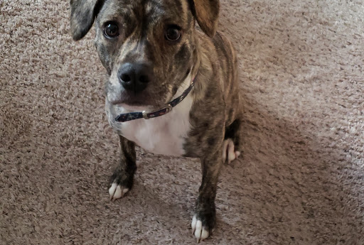 Pet Supply Store «Petco Animal Supplies», reviews and photos, 4030 N MacArthur Blvd #200, Irving, TX 75038, USA