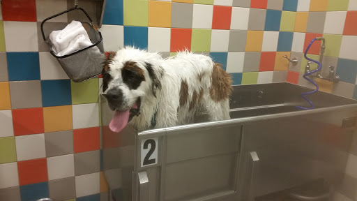 Pet Supply Store «Unleashed by Petco», reviews and photos, 1572 Foothill Blvd, La Verne, CA 91750, USA