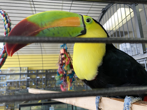 Pet Store «The Amazon Pet Store», reviews and photos, 2936 Del Prado Blvd, Cape Coral, FL 33904, USA