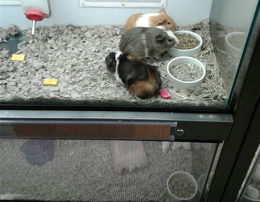 Pet Supply Store «Petco Animal Supplies», reviews and photos, 9111 Metropolitan Ave, Rego Park, NY 11374, USA