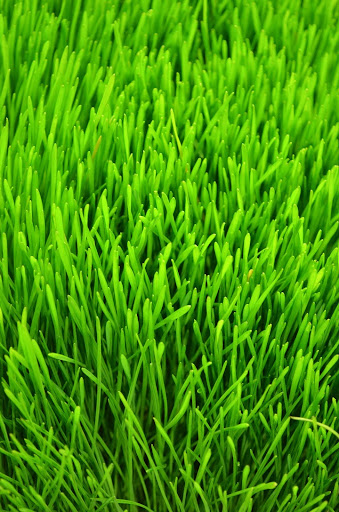 Vitamin & Supplements Store «Sunrise Health Foods - Lansing», reviews and photos, 17650 Torrence Ave, Lansing, IL 60438, USA