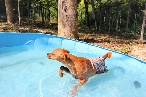 Pensioni per cani e dog hotel a Attila e Toby - Hotel per Animali