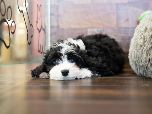 Pet Store «Petland of Plantation», reviews and photos, 801 S University Dr, Plantation, FL 33324, USA