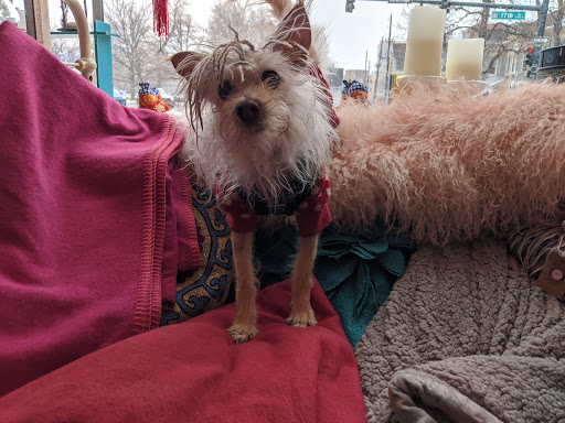 Gift Shop «Talulah Jones», reviews and photos, 1122 E 17th Ave, Denver, CO 80218, USA