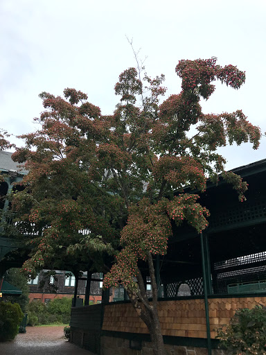 Museum «International Tennis Hall of Fame», reviews and photos, 194 Bellevue Ave, Newport, RI 02840, USA