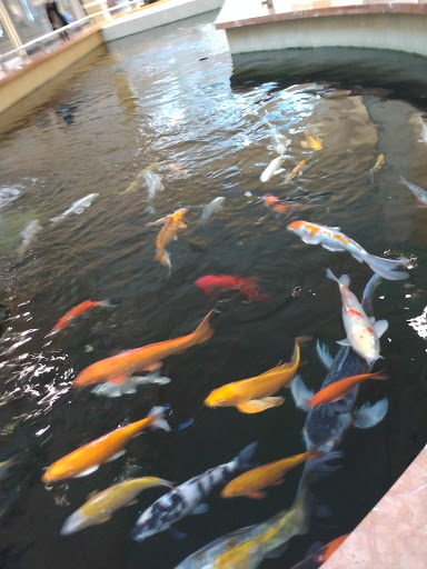 Department Store «Sears», reviews and photos, 800 Sunrise Mall, Massapequa, NY 11758, USA