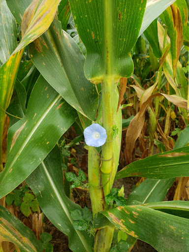 Orchard «Tuttle Orchards», reviews and photos, 5717 N 300 W, Greenfield, IN 46140, USA