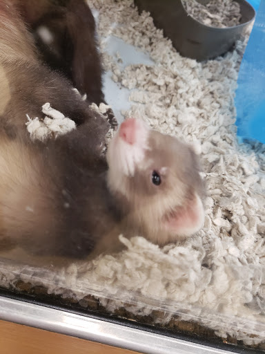 Pet Supply Store «Petco Animal Supplies», reviews and photos, 86 Storrs Rd, Mansfield Center, CT 06250, USA