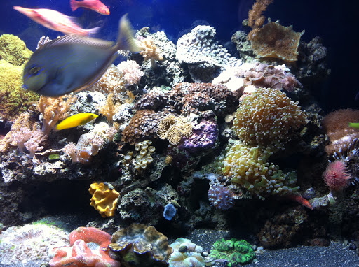 Aquarium «Fish Collection Inc», reviews and photos, 1609 NE 163rd St, North Miami Beach, FL 33162, USA