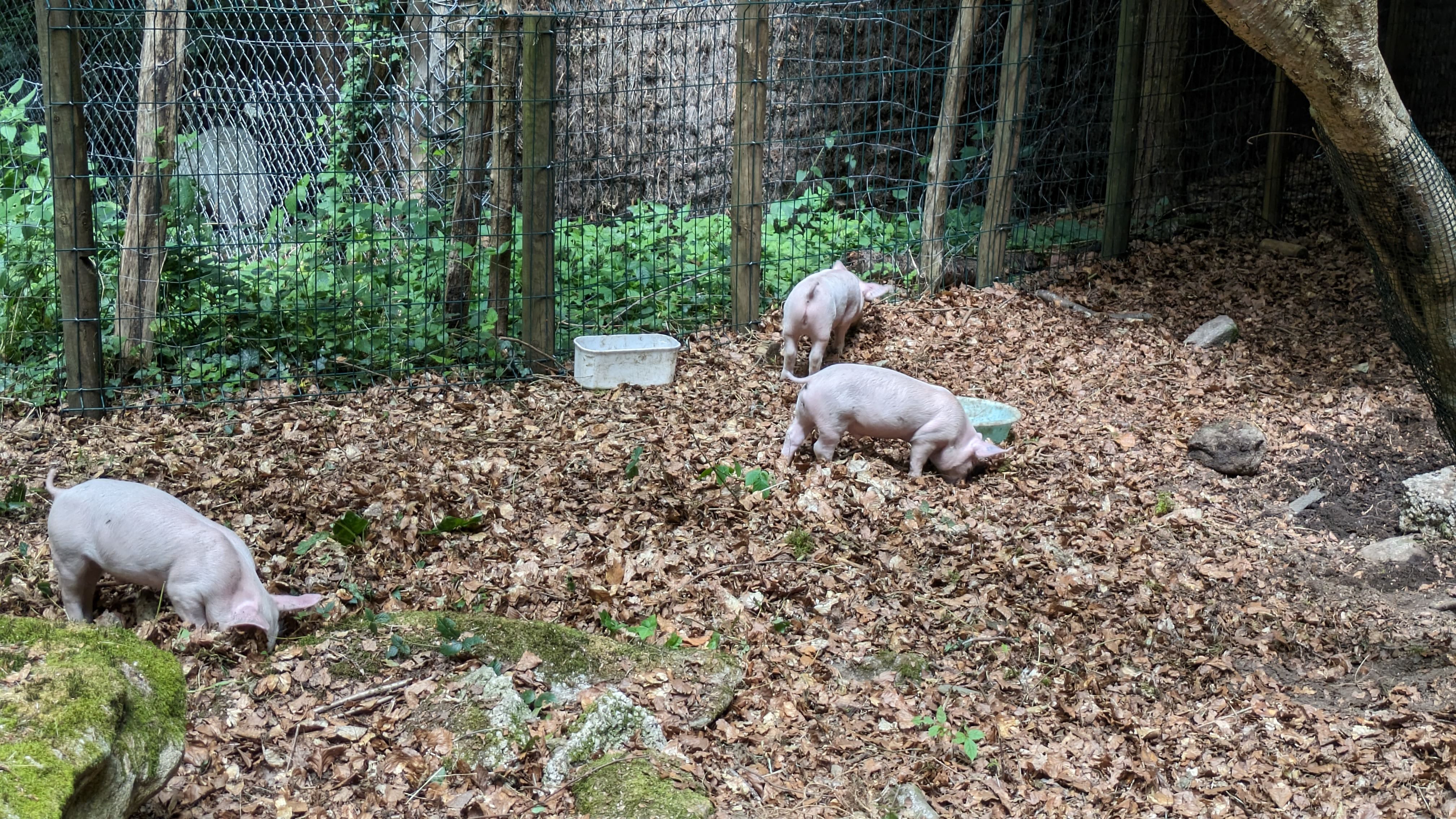 Photo n° 22 de l'avis de Dada.e fait le 15/08/2023 à 12:32