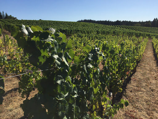 Winery «Trisaetum Winery», reviews and photos, 18401 NE Ribbon Ridge Rd, Newberg, OR 97132, USA