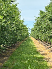 Dynamic Ag Services LLC (Labor contractor) - Photo 2 - Car repair in Yuba City, CA, Yuba City