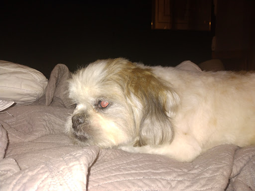 Pet Groomer «Splash and Dash Groomerie & Boutique», reviews and photos, 224 Peachtree East Shopping Center, Peachtree City, GA 30269, USA