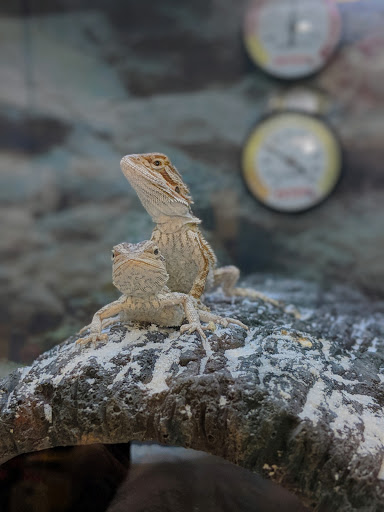 Pet Supply Store «Petco Animal Supplies», reviews and photos, 1574 N Dupont Hwy #300, Dover, DE 19901, USA