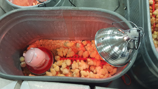 Home Improvement Store «Tractor Supply Co.», reviews and photos, 901 FM 509, San Benito, TX 78586, USA