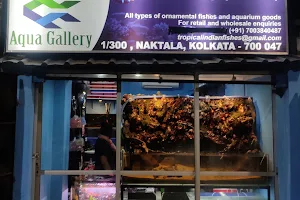 Tropical Indian Fishes || Aquabud Store image