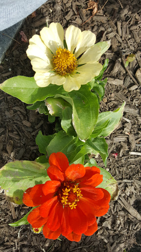 Asian Grocery Store «Saigon Market», reviews and photos, 1112 N Main St, Randolph, MA 02368, USA