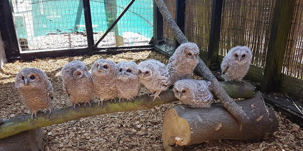 Brent Lodge Wildlife Hospital