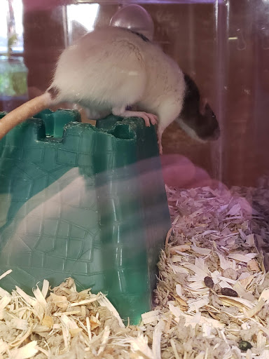 Pet Store «Animal Ark», reviews and photos, 175 S 500 E St, American Fork, UT 84003, USA