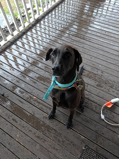 Connie's Pet Peeves Grooming And Boarding