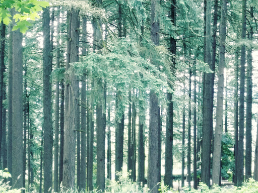 Park «Mt. Tabor Park», reviews and photos, SE Salmon St, Portland, OR 97215, USA