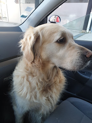 Clinique Vétérinaire Tolosane, chien, chat et NAC à Toulouse à Toulouse