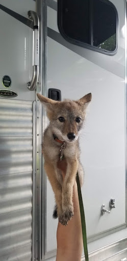 Horseback Riding Service «Long C Trails», reviews and photos, 8959 Hanes Rd, Westmoreland, TN 37186, USA