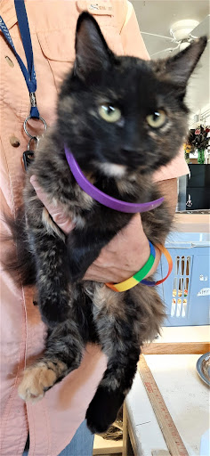 Thrift Store «Alpine Humane Society Thrift Store», reviews and photos, 706 N 5th St, Alpine, TX 79830, USA