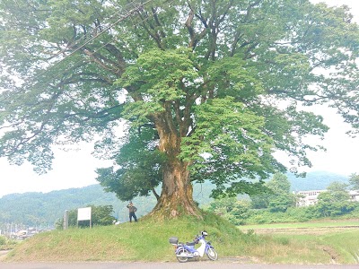 山王森大欅