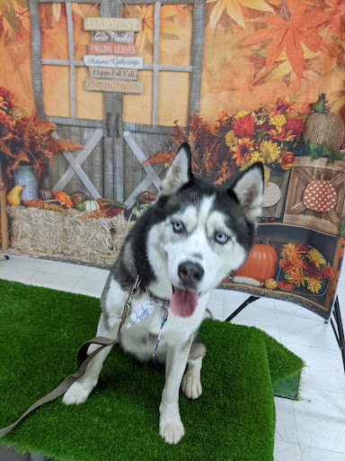 Pet Supply Store «Healthy Pet Natural Pet Care Market», reviews and photos, 2620 N Farnsworth Ave, Aurora, IL 60502, USA