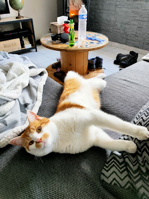 La Chatounerie à Mazingarbe