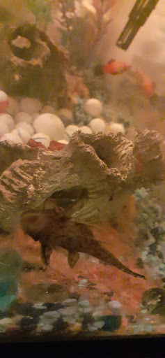 Pet Supply Store «Petco Animal Supplies», reviews and photos, 585 E Wetmore Rd, Tucson, AZ 85705, USA