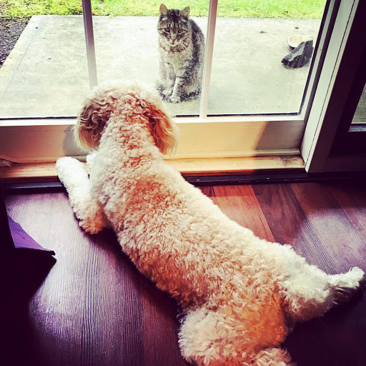 Pet Care Service «Green Paws Pet Market», reviews and photos, 10037 Cleary Blvd, Plantation, FL 33324, USA