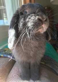 Renee's Concierge Pet Sitting & Dog Walks - Photo 9 - Car repair in , Long Beach