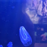 Photo n° 3 de l'avis de Eléonore.h fait le 01/11/2023 à 21:49 pour Océarium du Croisic à Le Croisic