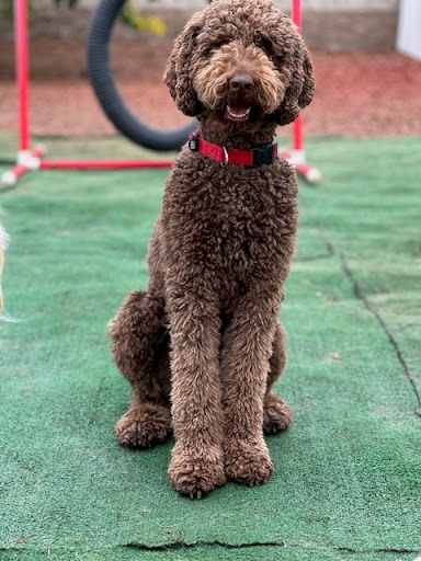 Hot Dog On A Leash image