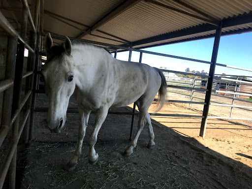 Horse breeder Pasadena