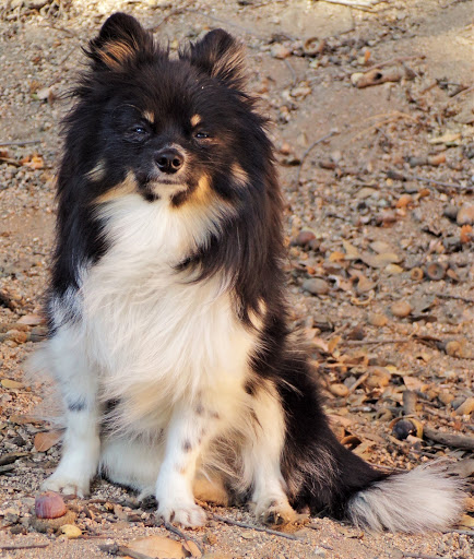 San Dimas Pet Clinic image