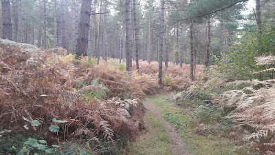 Forêt Domaniale de Hez-Froidmont - ONF Oise Ouest à Beauvais