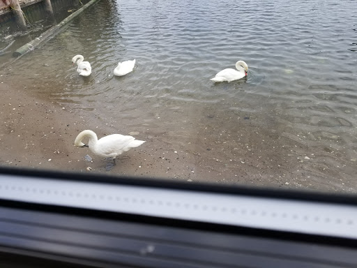 Italian Restaurant «il Fornetto», reviews and photos, 2902 Emmons Ave, Brooklyn, NY 11235, USA