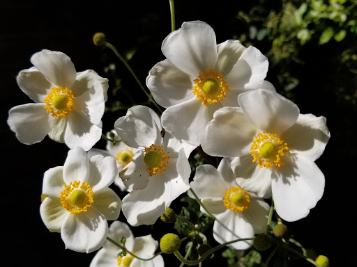 Museum «Ashland - The Henry Clay Estate», reviews and photos, 120 Sycamore Rd, Lexington, KY 40502, USA