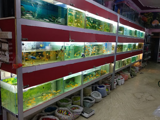 Fish Aquarium Shop in Jaipur (Fish Lover)