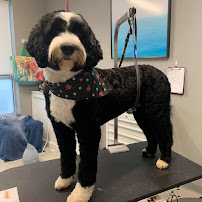 Town Dog Daycare & Grooming Salon - Photo 8 - Car repair in Andover, MA, Lowell