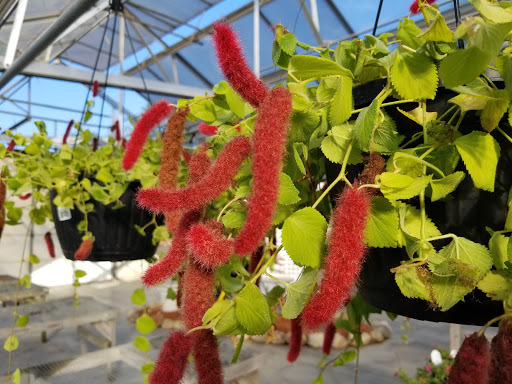 Garden Center «Delahunty Nurseries & Florist», reviews and photos, 41 Range Rd, Windham, NH 03087, USA